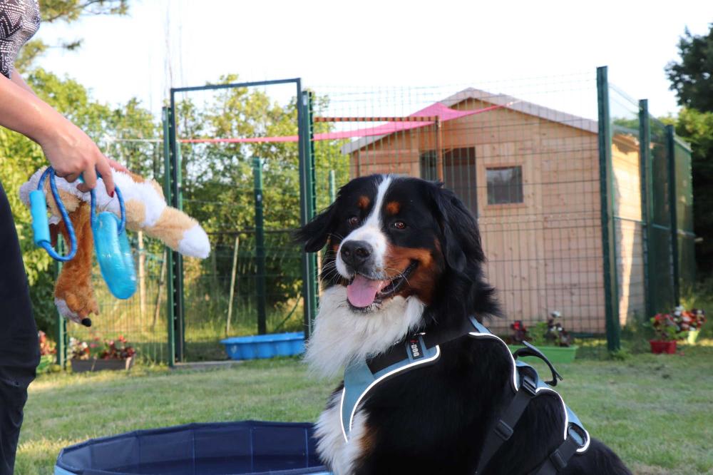 chenil chien près de Libourne