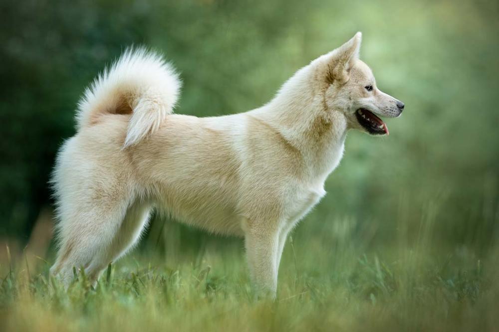 vente Pomsky près de Libourne