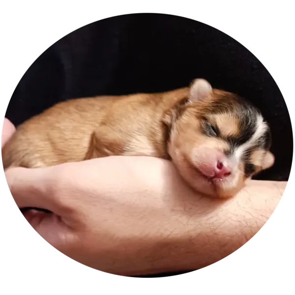 vente de chiot Pomsky près de Libourne
