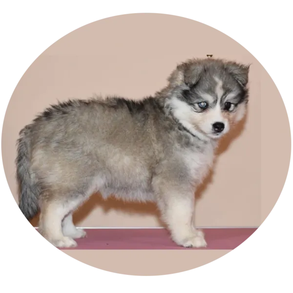 Les portées de chiots Satis Pomsky F2 à Saint-Denis-de-Pile