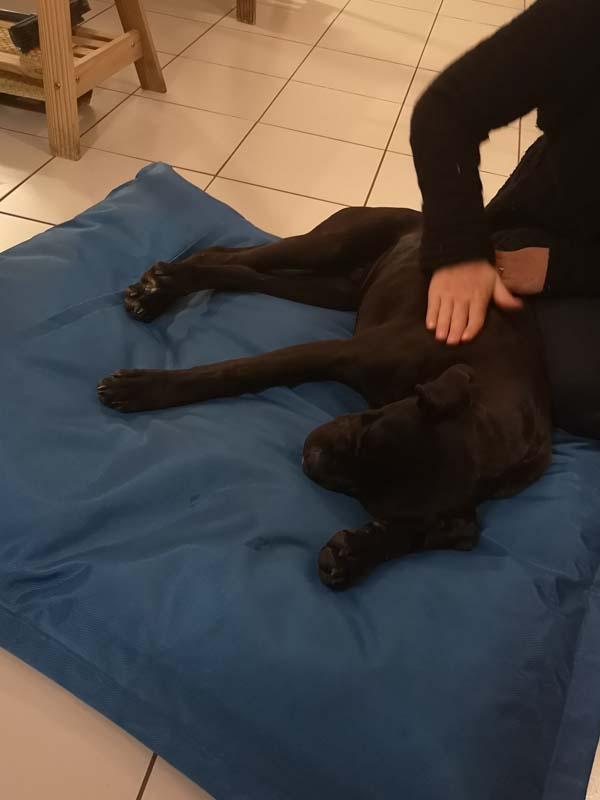 massage Canin près de Libourne