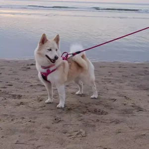 balade pour chien près de Libourne