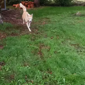 Husky à Saint-Denis-de-Pile5