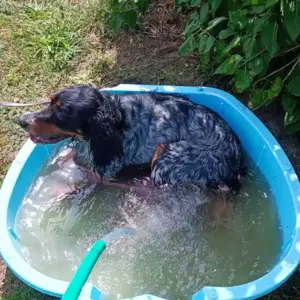 Pinky DOG à Saint-Denis-de-Pile2