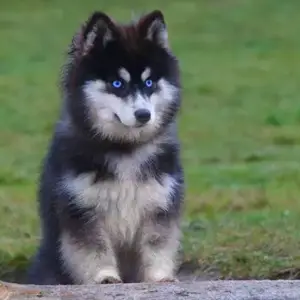 pomsky russe à Saint-Denis-de-Pile