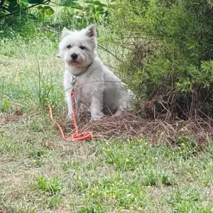Westie à Saint-Denis-de-Pile