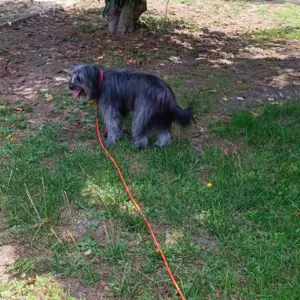 Chien Berger  à Saint-Denis-de-Pile