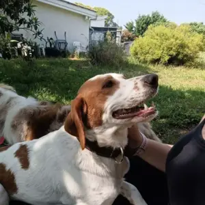 pension canine près de Libourne