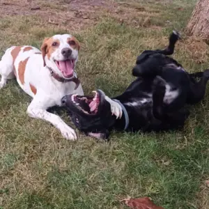 garde chien près de Libourne