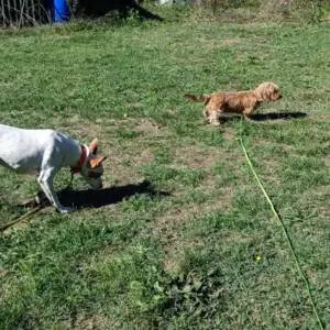 Elevage et pension canine à Saint-Denis-de-Pile8