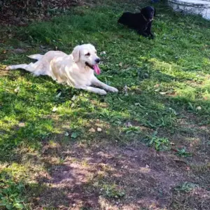 Golden retriever à Saint-Denis-de-Pile