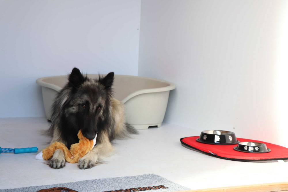 Les boxes de la pension canine à Saint-Denis-de-Pile2