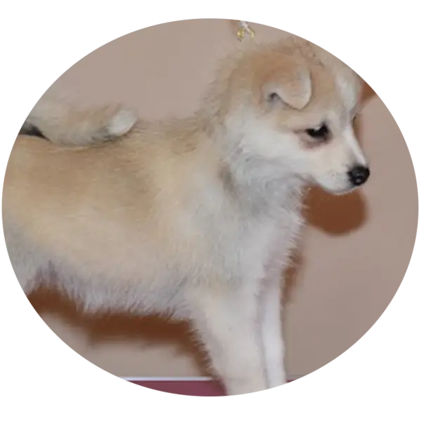 Les portées de chiots Snow Pomsky F2 à Saint-Denis-de-Pile