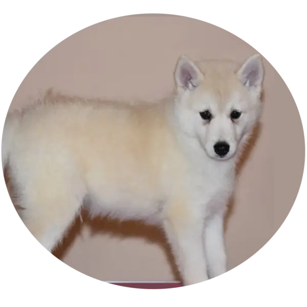 Les portées de chiots Snoopy Pomsky F2 à Saint-Denis-de-Pile