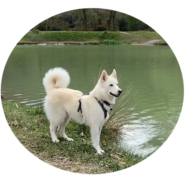 Snoopy pomsky F2