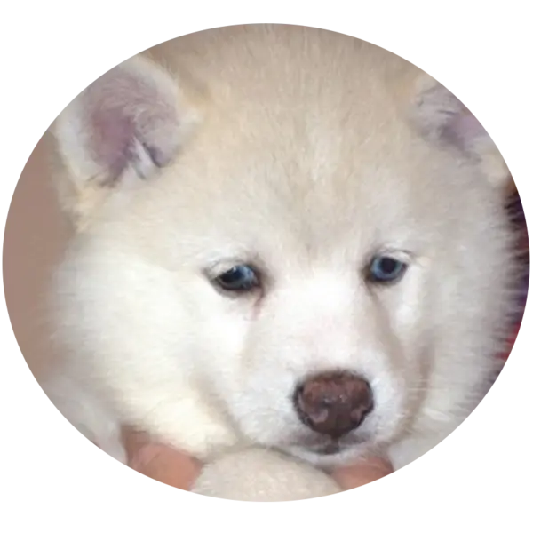 Les portées de chiots Snow Pomsky F2 à Saint-Denis-de-Pile4