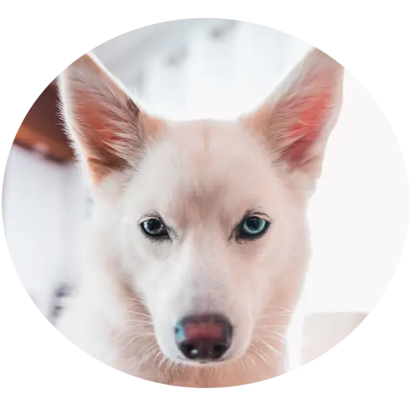 Les portées de chiots Snow pomsky F2 à Saint-Denis-de-Pile