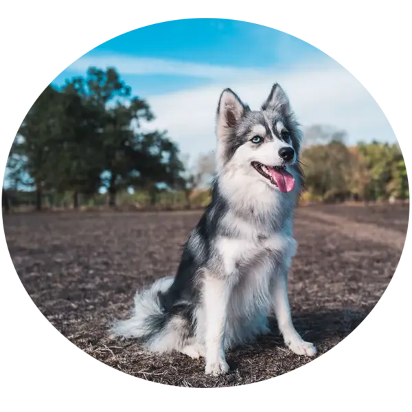 Les portées de chiots satis 2 pomsky F2 à Saint-Denis-de-Pile