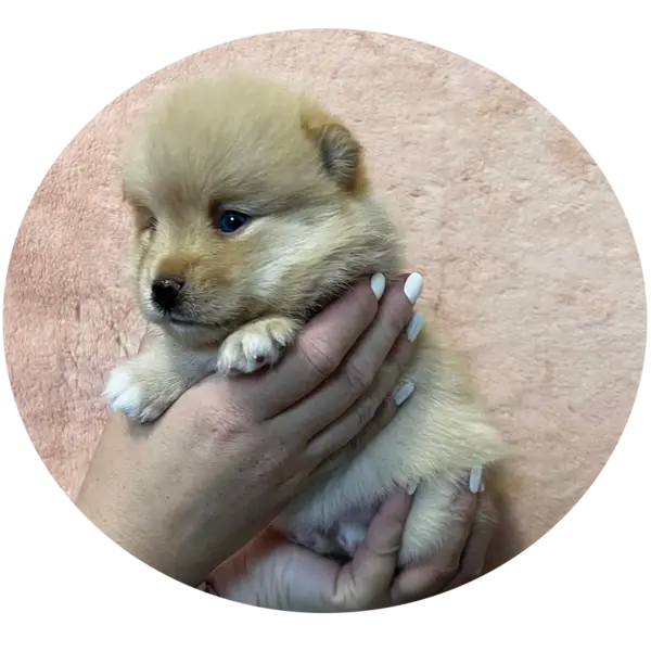 Les portées de chiots taiachiotpomskyF1b à Saint-Denis-de-Pile