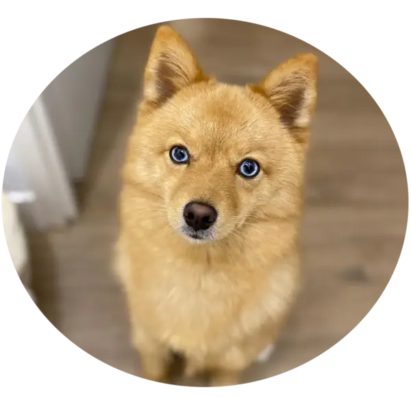 Les portées de chiots Taia pomsky F1b à Saint-Denis-de-Pile
