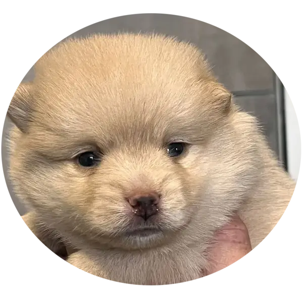 Les portées de chiots tao chiot pomsky F1b à Saint-Denis-de-Pile