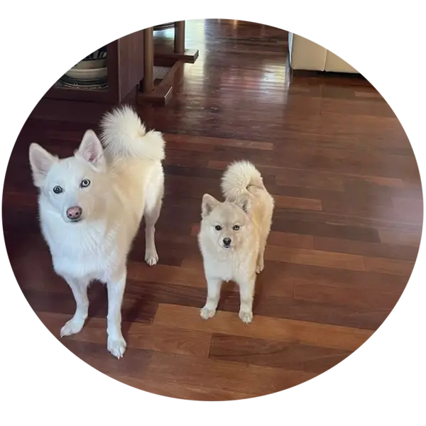 Les portées de chiots Tao pomksy F2b à Saint-Denis-de-Pile