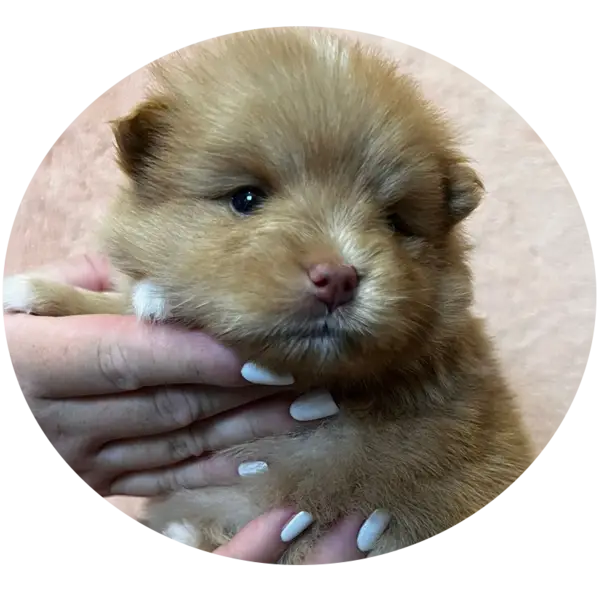 Les portées de chiots tiny chiot pomksy F1b à Saint-Denis-de-Pile