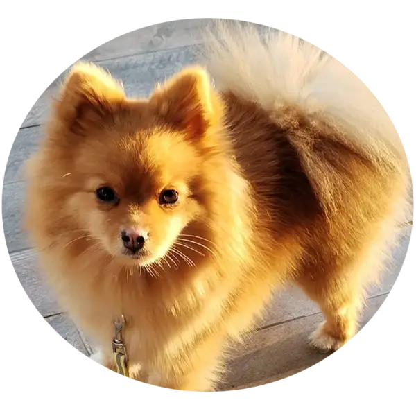 Les portées de chiots tiny pomsky F1b à Saint-Denis-de-Pile