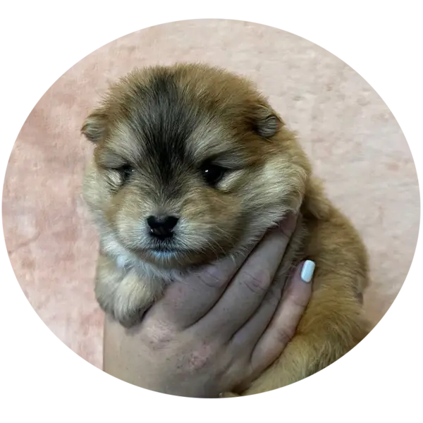 Les portées de chiots togo chiot pomksy F1b à Saint-Denis-de-Pile