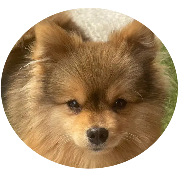 Les portées de chiots togo pomsky F1b à Saint-Denis-de-Pile