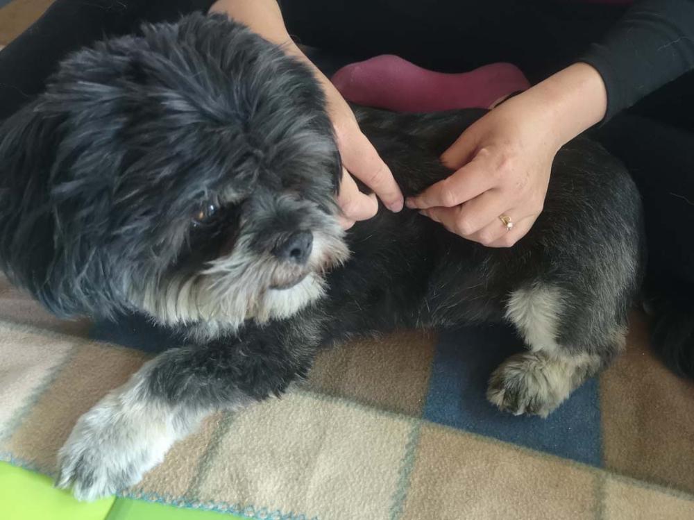 Massages canin à Saint-Denis2