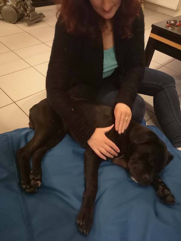 Massages canin à Saint-Denis1
