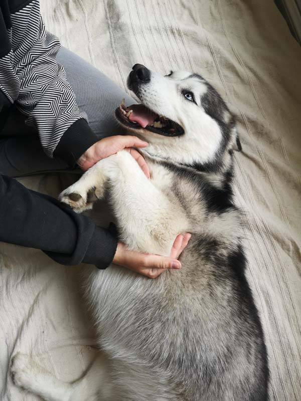 massage pour chien près de Libourne