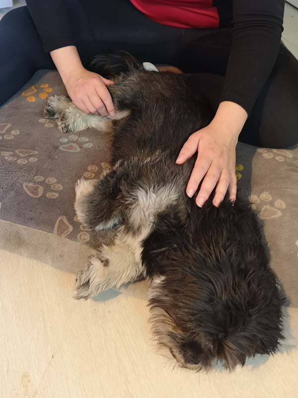 Massages canin à Saint-Denis4