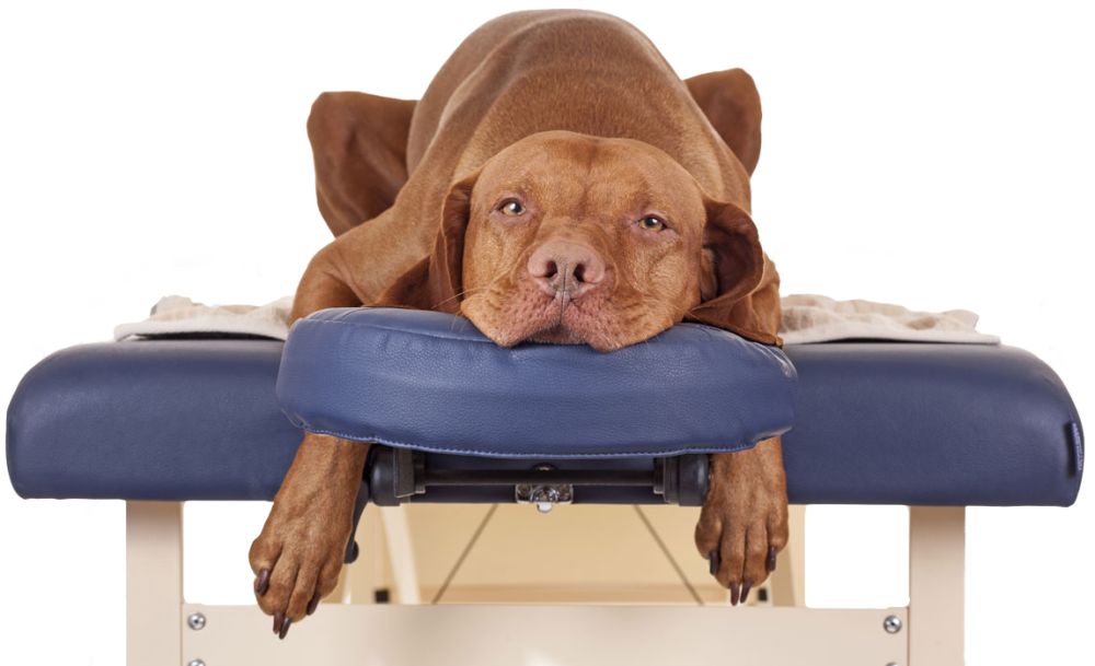 Massages canin